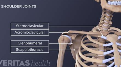 The shoulder joint